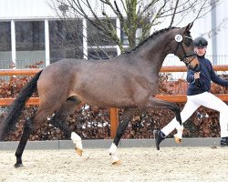 stallion Fiji (KWPN (Royal Dutch Sporthorse), 2020, from For Romance I)