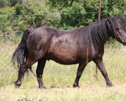 horse Panther 122 (Dt.Part-bred Shetland pony, 1995, from Pierre vom Talhof)