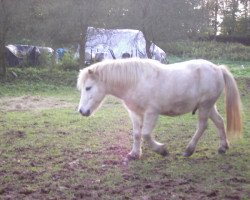 Springpferd Granat (Shetland Pony, 1996, von Grenoble)