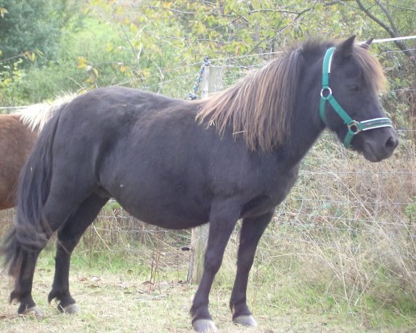 Zuchtstute Flamenco 136 (Shetland Pony, 1993, von Pascha von Uda)