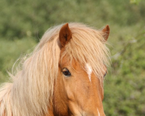 Zuchtstute Fatima 373 (Deutsches Classic Pony, 2000, von Bernstein)