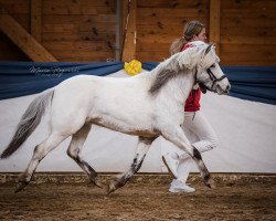 stallion Junior B (Nederlands Appaloosa Pony, 2019, from Mick-J. van Stal‘t Hofke)