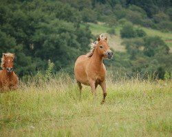 dressage horse Jeremy (German Classic Pony, 2003, from Justin)