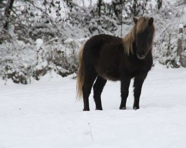 horse Fiala (German Classic Pony, 2009, from Jolly Jumper vom Talhof)