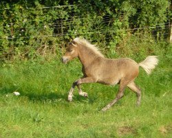 horse Jaro (German Warmblood, 2007, from Jim vom Talhof)