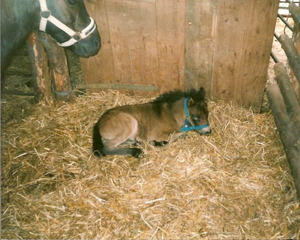 dressage horse Fortuna (German Classic Pony, 2002, from Justin)