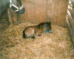 Dressurpferd Fortuna (Deutsches Classic Pony, 2002, von Justin)