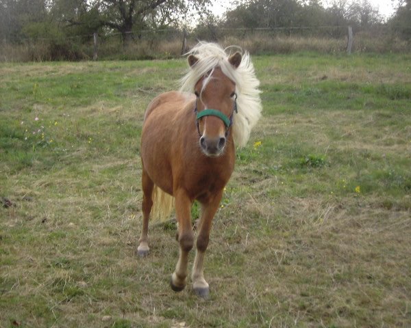 broodmare Melina (German Classic Pony, 2002, from Justin)