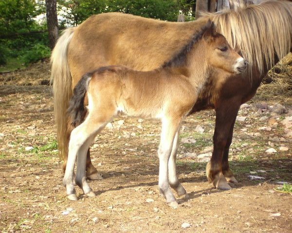 horse Janeiro (German Classic Pony, 2005, from Jim vom Talhof)