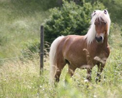 horse Joschy (German Classic Pony,  , from Jim vom Talhof)