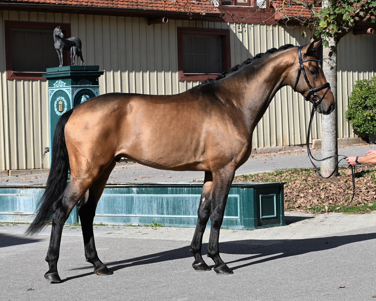 stallion Unique Gold 3 (German Sport Horse, 2019, from Uno I)