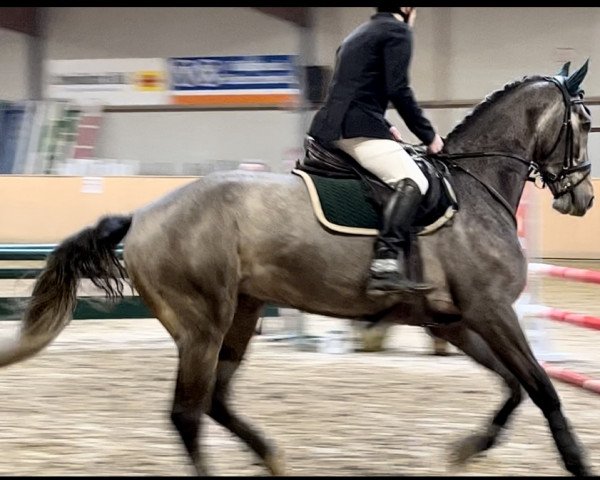 Springpferd Homerus Z (Zangersheide Reitpferd, 2018, von VDL Harley)