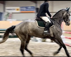 jumper Homerus Z (Zangersheide riding horse, 2018, from VDL Harley)