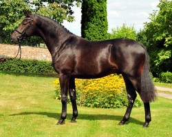 dressage horse Under Amour (Trakehner, 2019, from Saint Cyr)