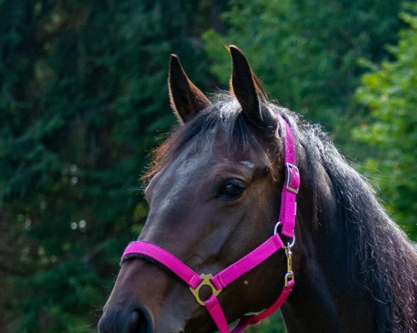 broodmare Shadow girl (Thoroughbred, 2018, from Contat xx)