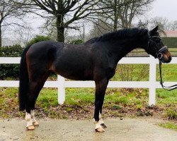 Springpferd Dancing Mour (Deutsches Reitpony, 2015, von Don Mour)