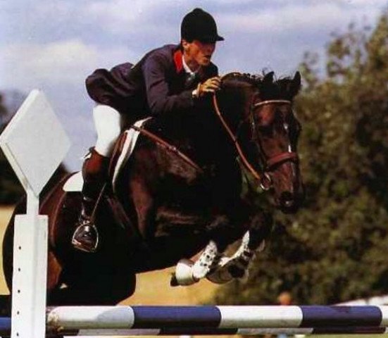 stallion Laeken (Selle Français, 1977, from Mexico)