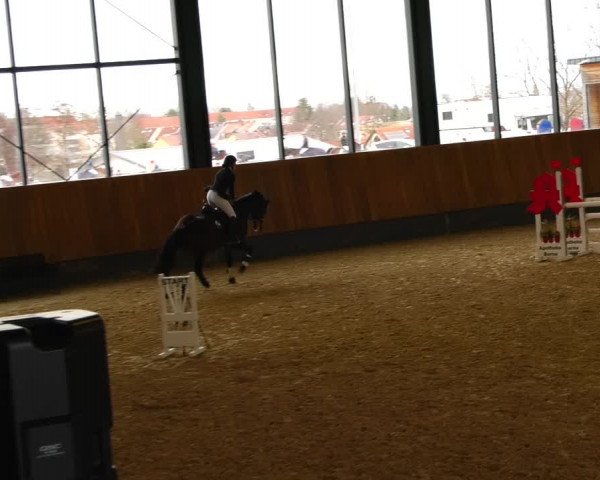 Reitturnier Zwickau 2023