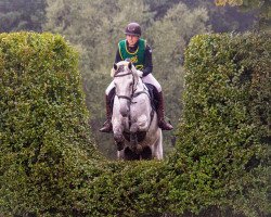 jumper Arkane des Aucels Z (Zangersheide riding horse, 2013, from Arkino Z)