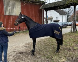 jumper Zafayette S (Hanoverian, 2019, from Zinedream)