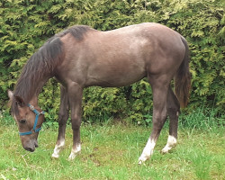 Pferd Jonny Walker (Deutsches Sportpferd, 2019, von Justus)