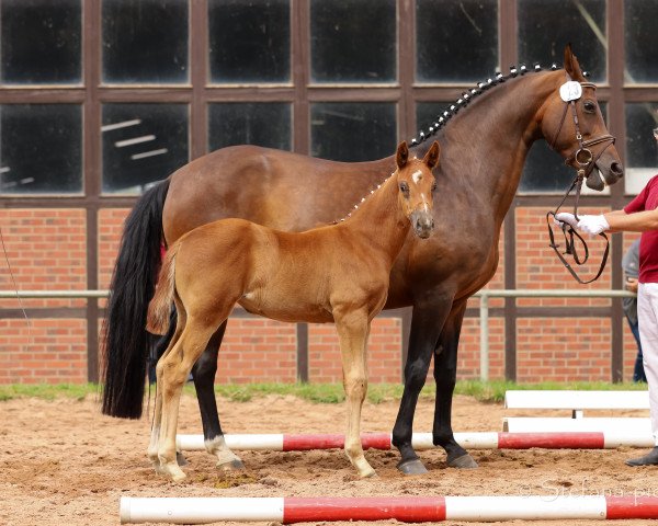 dressage horse Stella Luna (German Sport Horse, 2020, from Samba Hit II)