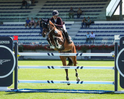 jumper Isabeau de Span (KWPN (Royal Dutch Sporthorse), 2013, from Dynamo)