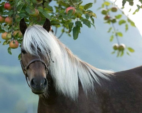 broodmare Hescada von Clus (German Classic Pony, 2013, from KC Coyne Connection)