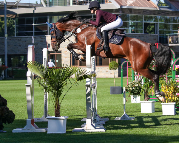 jumper Corlestan RP (German Sport Horse, 2015, from Cellestial)