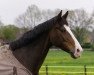 dressage horse Wunschkind 23 (Hanoverian, 2009, from Weltmeyer)