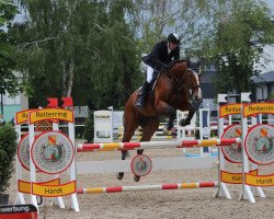 Springpferd Rusty 412 (Deutsches Reitpferd, 2012, von Racordero)