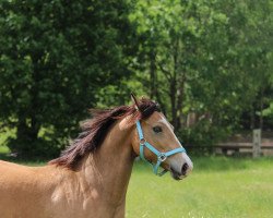 jumper St. Annens Mr. Ed (German Riding Pony, 2001, from St. Annens Monsieur N)