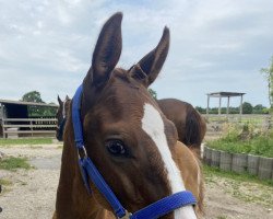 dressage horse Solero S (Oldenburg, 2022, from Sky)