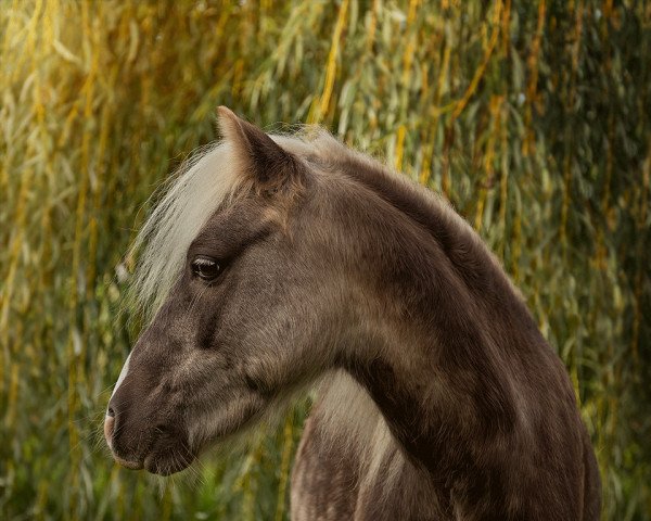 horse Goldplay (German Classic Pony, 2017)