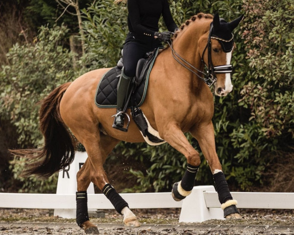 dressage horse Gelinia van Kairos (KWPN (Royal Dutch Sporthorse), 2011, from Charmeur)