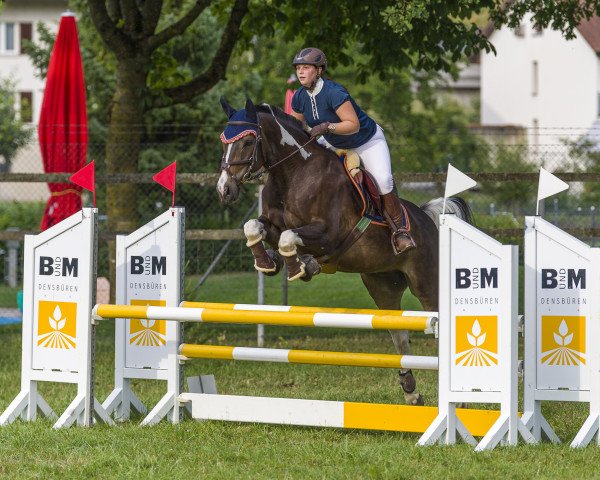 Springpferd Smyk (Polnisches Warmblut, 2008)