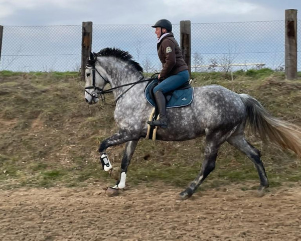 jumper La Bandita (German Sport Horse,  , from Eldorado de Hus)