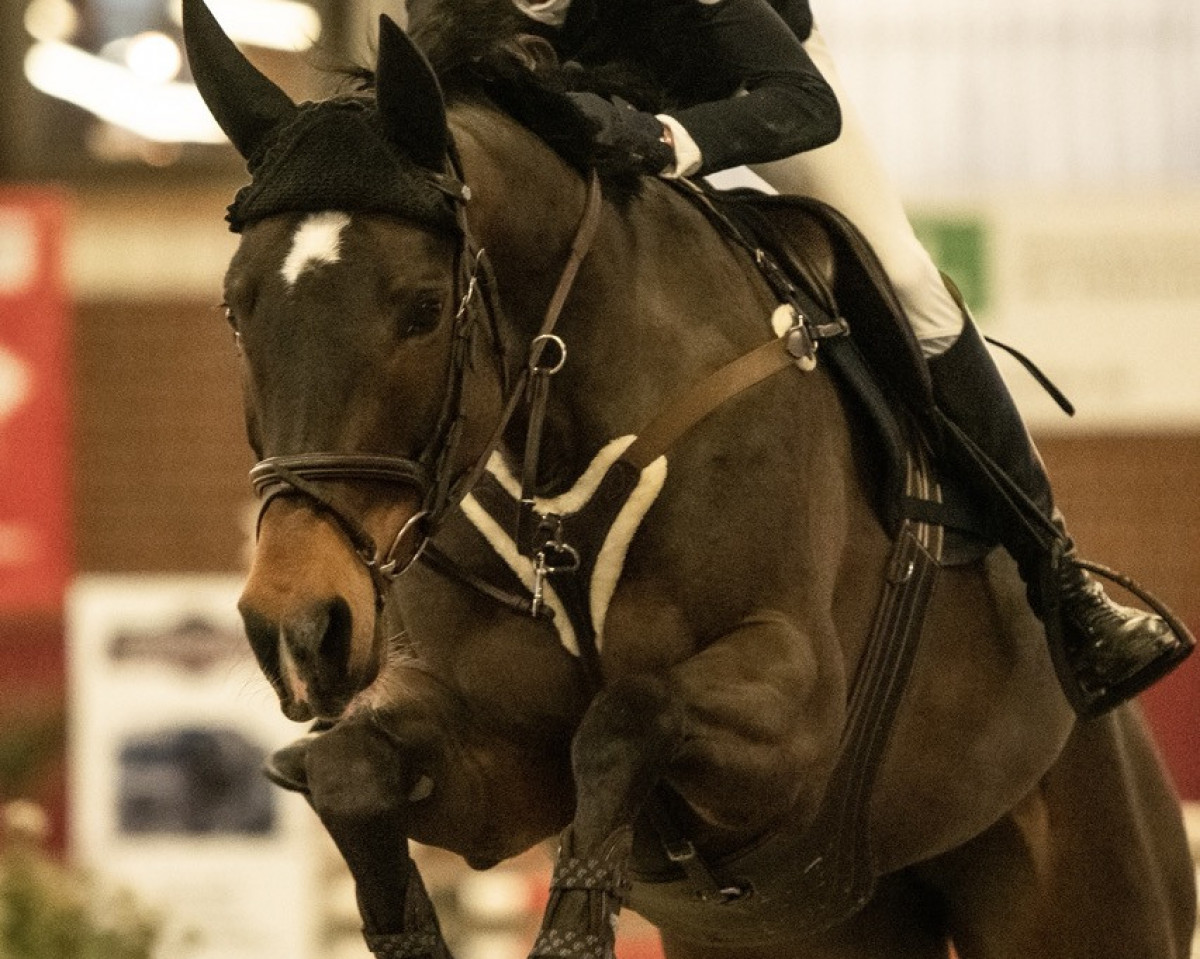 jumper Harmony D'Arduemont (Belgian Warmblood, 2013, from Toulon)