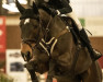 Springpferd Harmony D'Arduemont (Belgisches Warmblut, 2013, von Toulon)