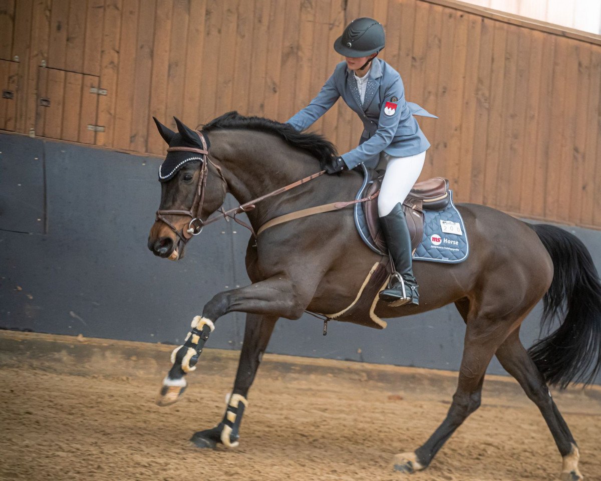 Springpferd Tomba La Bomba Us (Holsteiner, 2015, von Toulon)