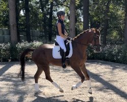 dressage horse Bellissio (Westphalian, 2017, from Callaho's Benicio)