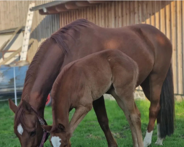 dressage horse Campari Royal (German Sport Horse, 2022, from Prinz Ludwig)