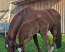 horse Campari Royal (Deutsches Sportpferd, 2022, from Prinz Ludwig)