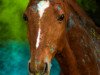 jumper Theo (German Riding Pony, 2007, from Trentino)