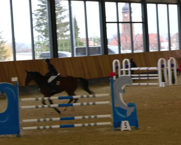 Reitturnier Zwickau 2023