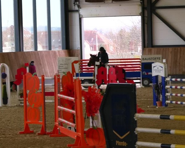 Reitturnier Zwickau 2023