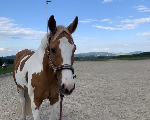 horse Patches of Gold (anglo european sporthorse, 2015, from Oliver)