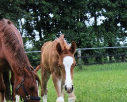 Pferd Café de Paris (Deutsches Reitpony, 2022, von Genesis BL)