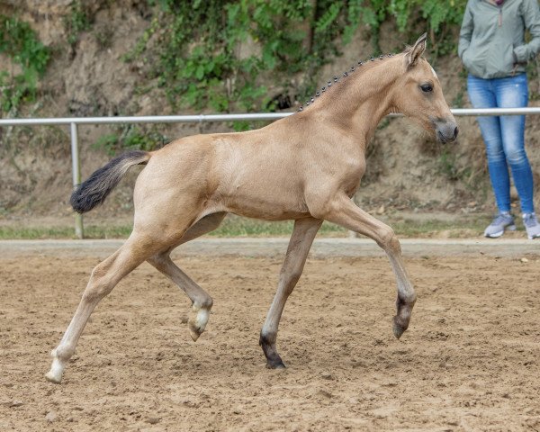 dressage horse Daisy Flower L (German Riding Pony, 2022, from Neverland WE)