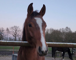 jumper Conthador M (Oldenburg show jumper, 2021, from Conthalou)